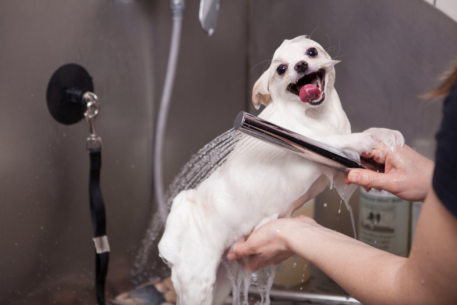 adorable-little-dog-being-washed-at-grooming-salon