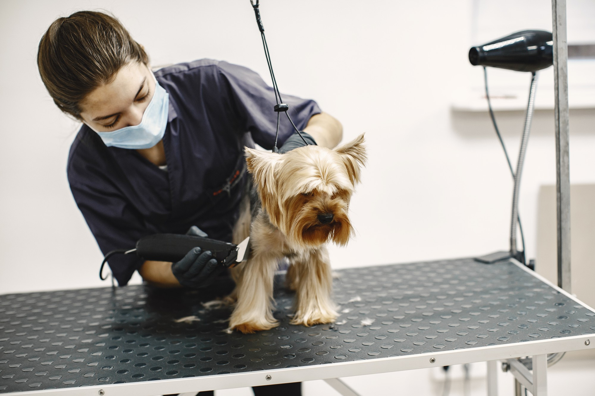 shaving-process-small-dog-sits-on-the-table-dog-shaved-by-a-professional