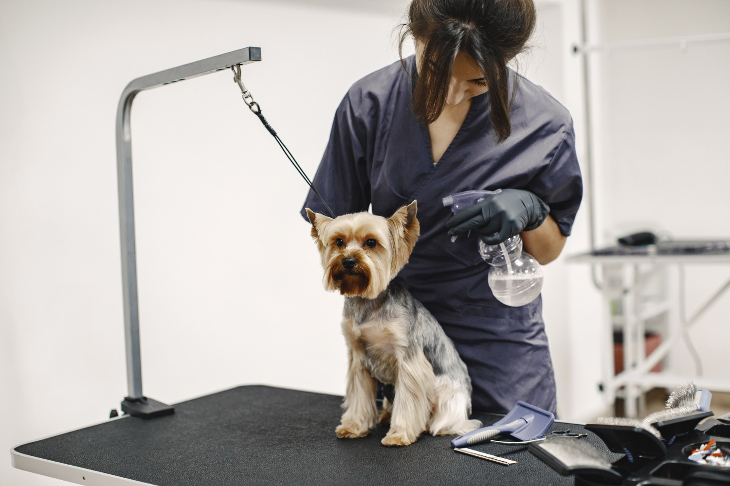 washing-process-small-dog-sits-on-the-table-dog-spaying-by-a-professional