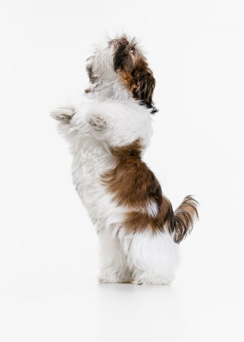 funny-dog-isolated-on-white